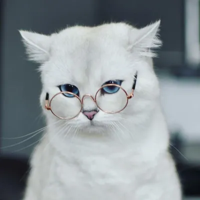 Офтальмология для кошек - Докторвет