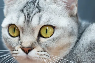 Блефарит у кошек - причины, признаки болезни и лечение