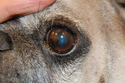 Блефарит у собак: симптомы и лечение - ветеринарная офтальмология Реком