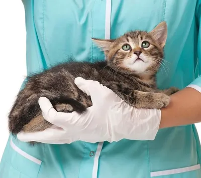 Лечение глаз у кошек недорого в Брянске, цены на услуги ветклиники |  «Ветеринар 24»