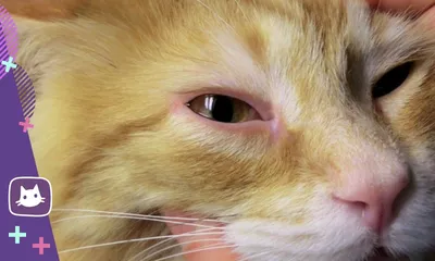 Блефарит у кошек и собак | Ветеринарная клиника доктора Шубина