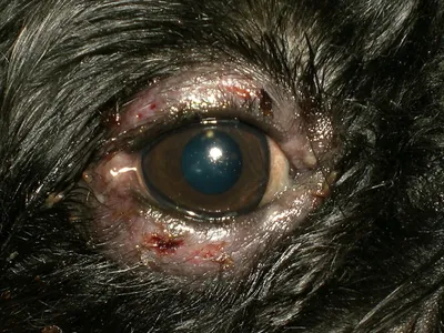 Блефарит у собак и кошек: причины, симптомы, лечение