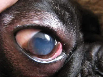 Проблемы с волосами на глазах у собаки - Ветеринар Карлсруэ - Центр мелких  животных Арндта