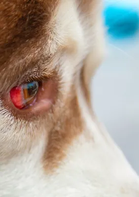 Больная собака с болезни крытый ледяной корой соображениями глаз. Блефарит  инспекции. Закрыть вверх красноты и наткнуться на глаза Стоковое  Изображение - изображение насчитывающей рассматривать, стационар: 193942343