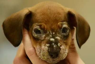Блефарит у собак: симптомы, диагностика, лечение, фото | PetGuru