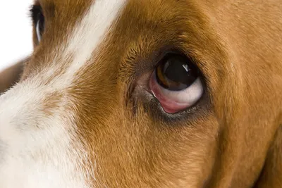 Блефарит у кошек и собак - причины, симптомы и методы лечения