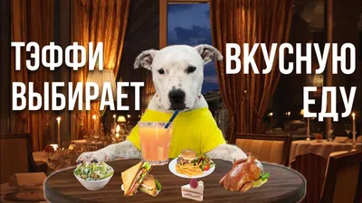 Консервы для собак Чудо-Блюдо с говядиной - AQUAmaniya