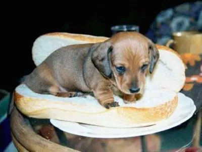 Собака ест сырный суп» — создано в Шедевруме