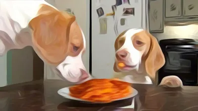 Я жду! Маленькая собака и пустое подавая блюдо Стоковое Фото - изображение  насчитывающей бобра, любопытство: 120079590