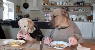 Концепция Excited собак имея очень вкусную еду сырого мяса на таблице  Стоковое Фото - изображение насчитывающей съешьте, стул: 59958456