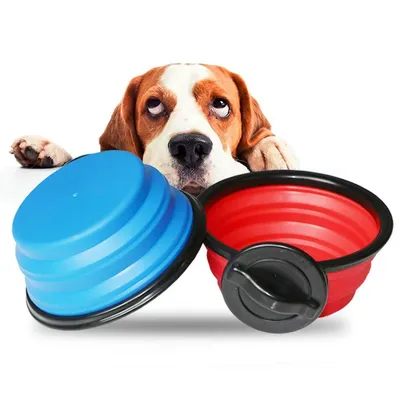 Как собаки реагируют на еду: подборка курьезных и милых фото - Pets