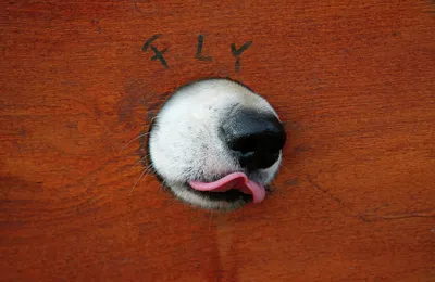 Йоркширский терьер собаки с шаром еды, есть еду Стоковое Фото - изображение  насчитывающей съешьте, молодо: 142956984