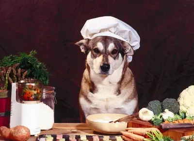 Собака есть свежий суп стоковое фото. изображение насчитывающей зеленый -  183251672
