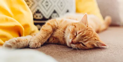 Появление блох у кошки: симптомы и лечение