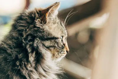 Блохи у кошек: причины, признаки, лечение и средства