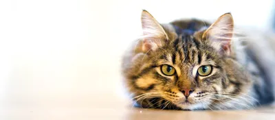 Ошейник для кошек от блох и клещей — лучшие ошейники без запаха