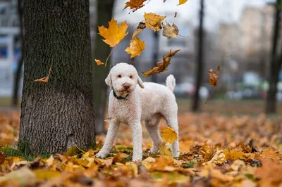 Средства от блох для собак и щенков, выводим блох - cdVet - натуральные  витамины для кошек и собак