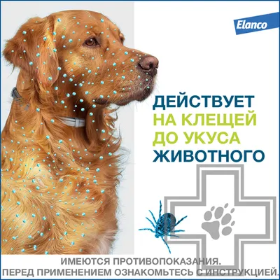 Купить Simparica ( Симпарика) таблетки от блох и клещей для собак вес 5 -  10 кг, 1 таб. в Киеве, Украине ≡ Цена 298.00грн Zooleader