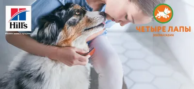 Что делать если собака или кошка постоянно чешется? Ветеринарная клиника  Сотникова в Санкт-Петербурге