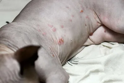 Наиболее распространенные заболевания кожи у собак - Дуксо S3 RU