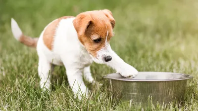 Пищевая аллергия у собак. Причины и пути решения | Cosmopet | Дзен