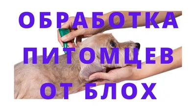 Блошиный дерматит – Aldenvet.ua