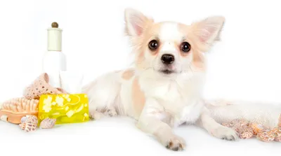 Блохи у щенка: как вывести паразитов | Royal Canin UA