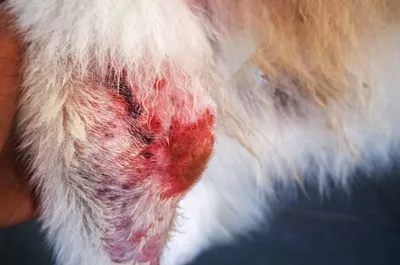 Блошиный аллергический дерматит – лечение в ветеринарной клинике «Амикус  Вет»