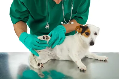 Аллергия у собак: виды, признаки и методы лечения