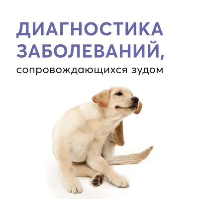 У моей собаки покраснения на коже, прыщи и зуд | Что это? - Питомцы Mail.ru