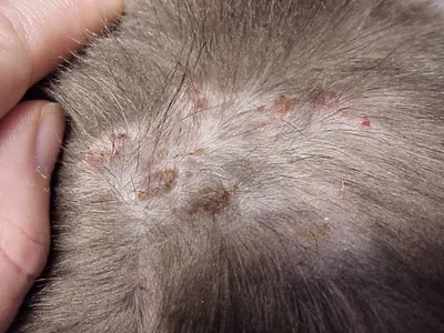 Аллергия на укус блох у кошек, чем опасна и как лечить