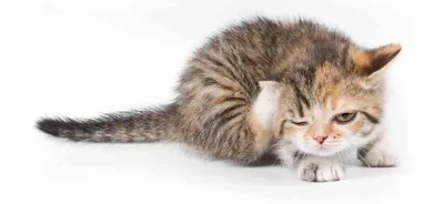 Блошиный дерматит у кошек: симптомы, лечение, профилактика