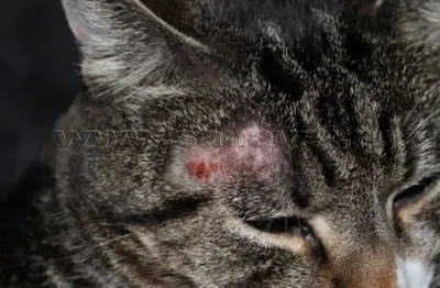 Милиарный дерматит кошек | ВКонтакте
