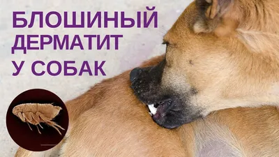 Блошиный дерматит собак (56 фото) - картинки sobakovod.club