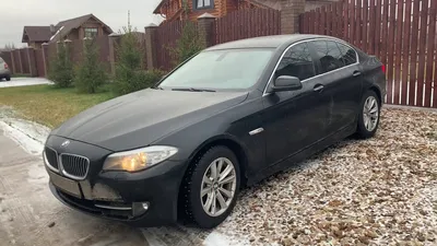 Водитель в Краснодаре катается на BMW с застрявшей в бампере мертвой лисой