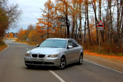 Водитель в Краснодаре катается на BMW с застрявшей в бампере мертвой лисой