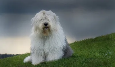 Бобтейл (староанглийская овчарка) – фото и описание породы собаки