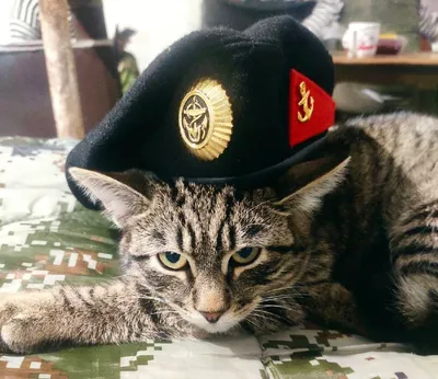 Боевые Коты... | Блог пользователя nemo | Живой Ангарск | LiveAngarsk.ru