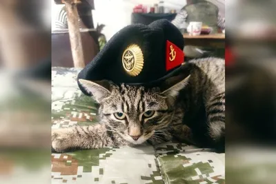 Прячет мышей в берцах военных: как живет боевой кот, отказавшийся уезжать с  передовой - KP.RU