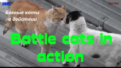 Осторожно! Боевые коты! | Пикабу