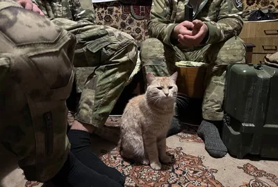 Стамбульский боевой кот — Фото №325261