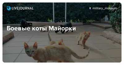 Фотограф показал боевых котов на одесском пляже | Українські Новини