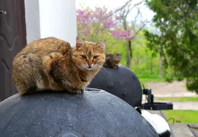 Боевые коты | Пикабу