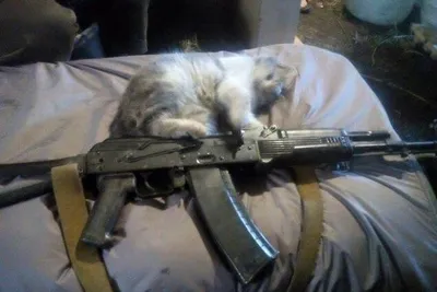 Боевые коты Майорки