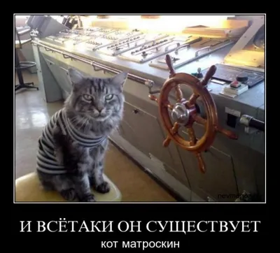 Боевой кот Василий
