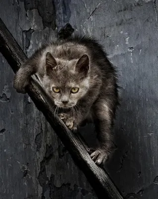 Осторожно! Боевые коты! | Пикабу