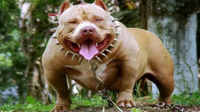 Бойцовские породы собак: список с фото, названием и описанием |  Pro-Animal.ru