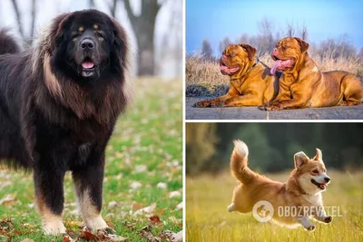 Сила и преданность: 10 лучших бойцовых пород собак в мире