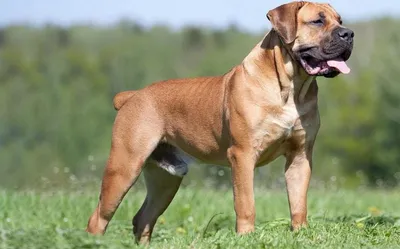 ТОП-10 самыз бойцовских пород собак с фото и видео | Pet7