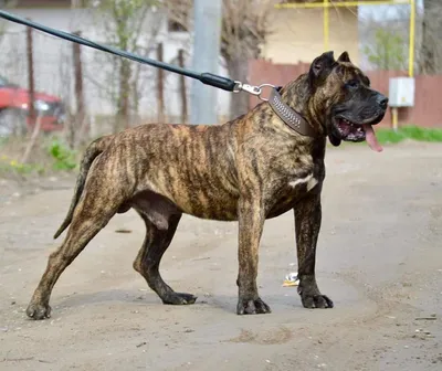 Бойцовские породы собак с названиями и фотографиями | PetGuru